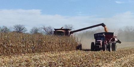 corn harvest