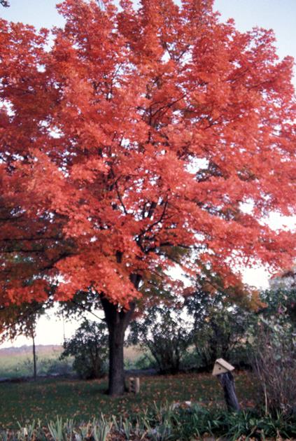 fall foliage