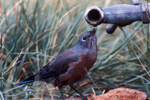 Bird drinking water