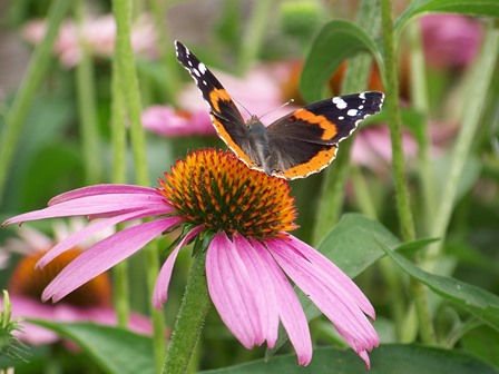 butterfly on coneflower