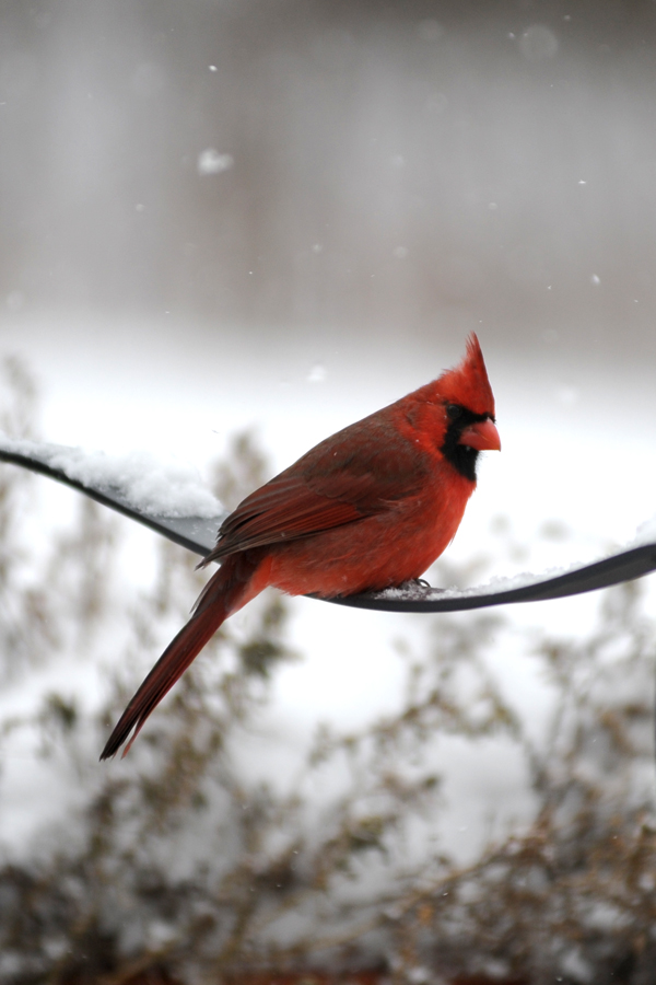 Bright red cardinal perched on a snow-covered branch with a blurred winter background.