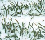 Young winter wheat plants in snow cover.