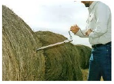 forage sampling